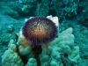 tiny-bubbles-scuba-diving-maui-collector-sea-urchin