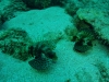 tiny-bubbles-scuba-diving-maui-green-lionfishes
