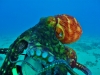 tiny-bubbles-scuba-diving-maui-octopus