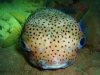 tiny-bubbles-scuba-diving-maui-porcupine-pufferfish