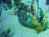 tiny-bubbles-scuba-diving-maui-sea-horse