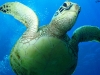 tiny-bubbles-scuba-diving-maui-turtle-over-top