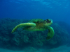 tiny-bubbles-scuba-diving-maui-turtle