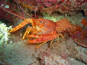 Hawaiian Red Reef Lobster with Tiny Bubbles Scuba