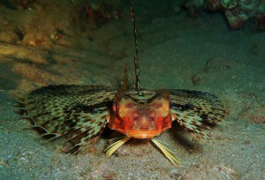 Flying Gurnard "face off" on a Night dive with Tiny Bubbles Scuba