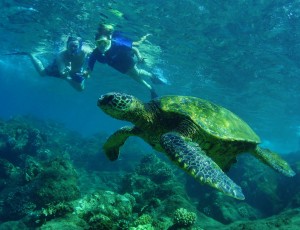 Snorkelers with Turtle