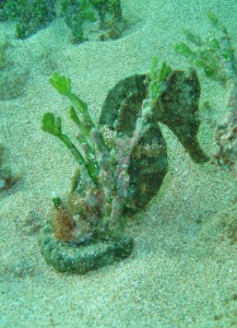 Male Seahorse with Tiny Bubbles Scuba in Maui