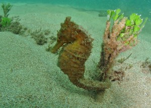 Female Seahorse with Tiny Bubbles Scuba