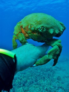 Sponge Crab with Tiny Bubbles Scuba
