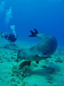 Monk Seal and Scuba Diver with Tiny Bubbles Scuba