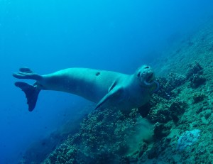 Monk Seal finds a Conger Eel