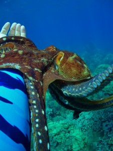 Octopus at Olowalu, Maui with Tiny Bubbles Scuba