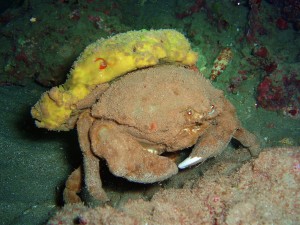 Sponge Crab with Tiny Bubbles Scuba