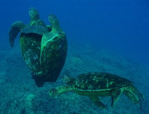 Turtles in Honokowai Maui with Tiny Bubbles Scuba 2