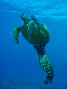 Turtles in Honokowai Maui with Tiny Bubbles Scuba 3