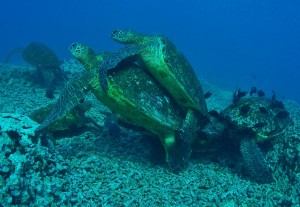 Turtles in Honokowai Maui with Tiny Bubbles Scuba 1