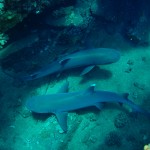 White Tip Reef Sharks at Mala Ramp with Tiny Bubbles Scuba