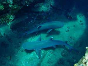 White Tip Reef Sharks at Mala Ramp with Tiny Bubbles Scuba