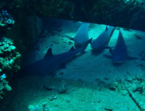 White Tip Reef Sharks at Mala Ramp