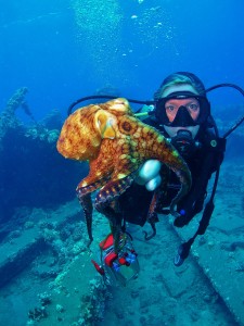 Marcia making friends with a Octopus at Mala Ramp with Tiny Bubbles Scuba