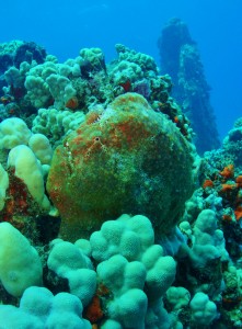 Frogfish at Mala Ramp