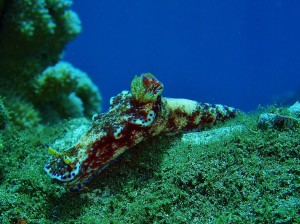 Kangaroo Nudibranch with Tiny Bubbles Scuba