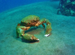 Sponge Crab at Mala Ramp with Tiny Bubbles Scuba