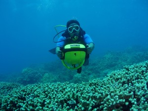 Scooter Diver going over a bed of Finger Coral