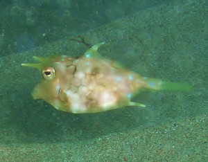 Thornback Cowfish with Tiny bubbles Scuba