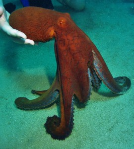 Octopus dance with Tiny Bubbles Scuba
