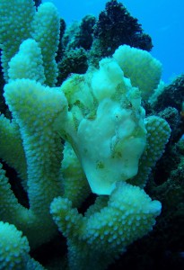 Frogfish resting in Antler Coral at Mala Ramp with Tiny Bubbles Scuba