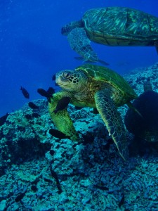 Hawaiian Green Sea Turtles at a cleaning station with Tiny Bubbles Scuba