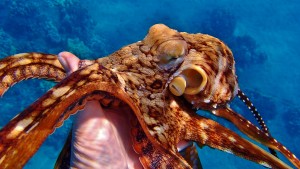 Octopus in hand