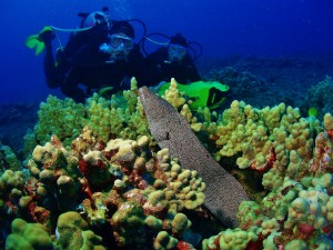 Scooter Divers and White Mouth Moray Eel with Tiny Bubbles Scuba 