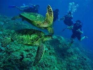 Scuba Divers and Green Sea Turtles at Honokowai Beach with Tiny Bubbles Scuba