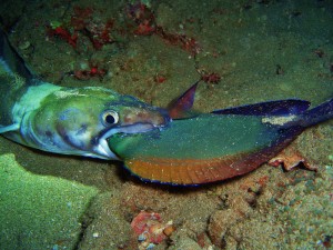 Mustache Conger Eel with Surgeonfish in the mouth at Black Rock, MAUI 