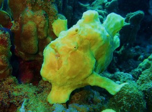 Frogfish with Tiny Bubbles Scuba at Airport Beach , MAUI