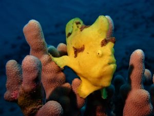 Frogfish with Tiny Bubbles Scuba