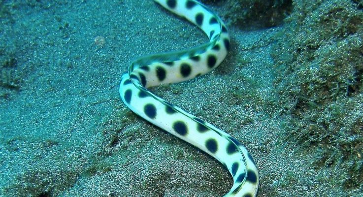 Magnificent Snake Eel at Mala Pier