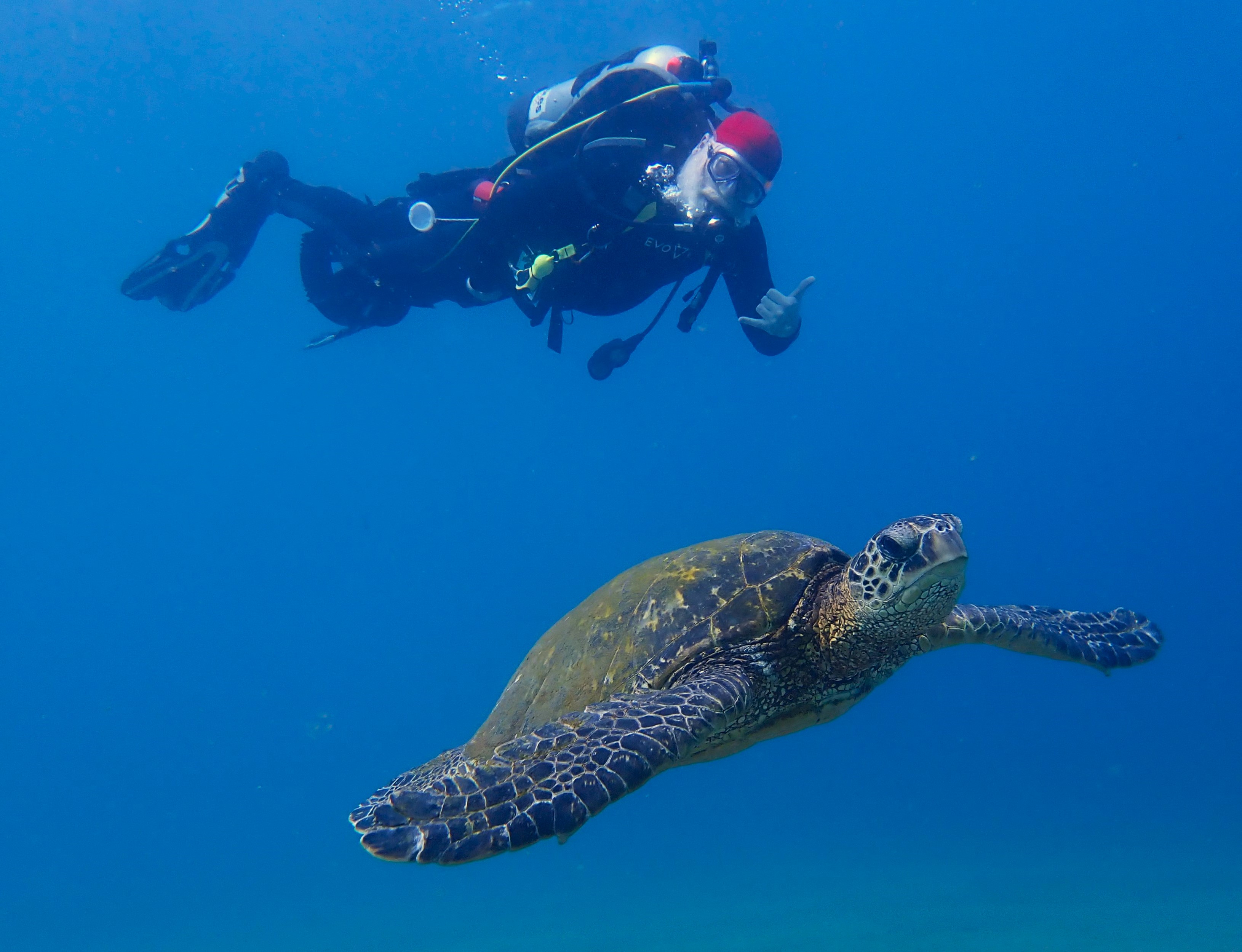 Scooter Diver with Hawaiian Green Sea Turtle at Mana Kai Reef
