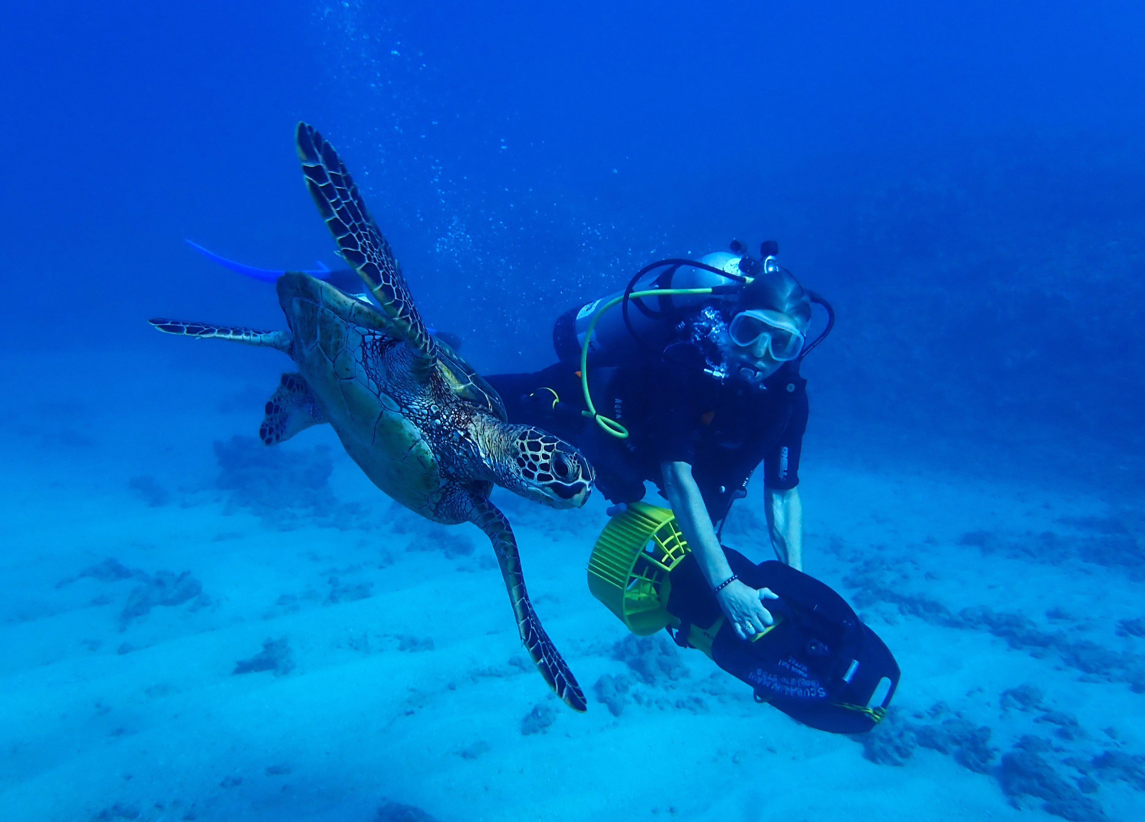 Hawaiian Green Sea Turtle & Scooter Diver at Embassy Reef , MAUI