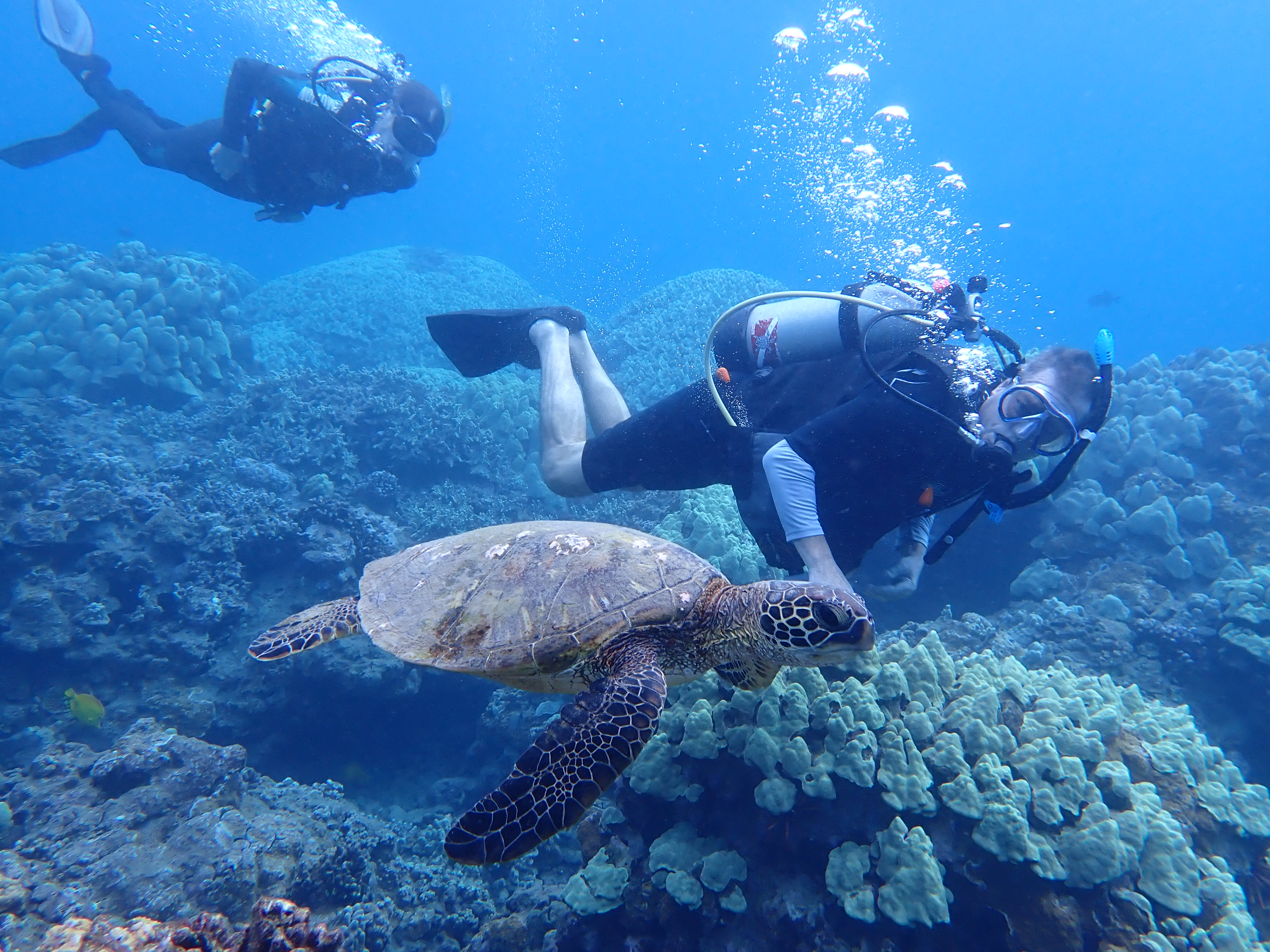 Turtle Reef Dive @ Olowalu