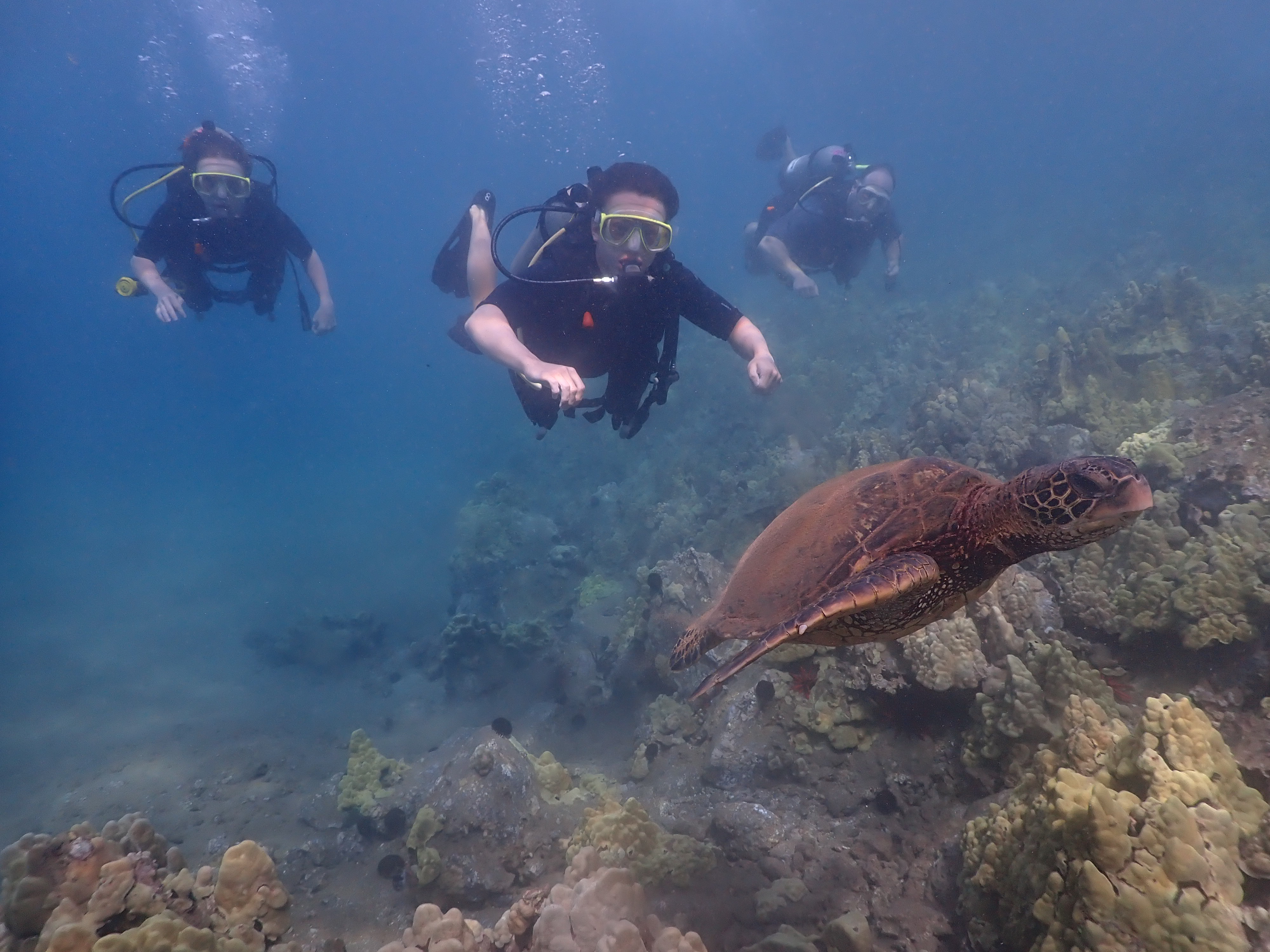 Divers with Hawaiian Green Sea Turtle