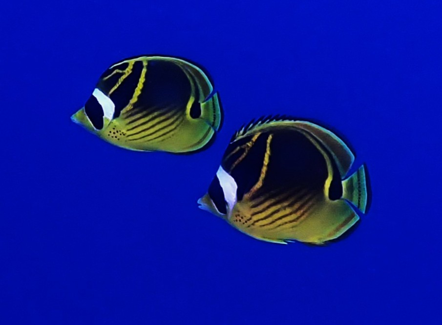 Raccoon Butterflyfish