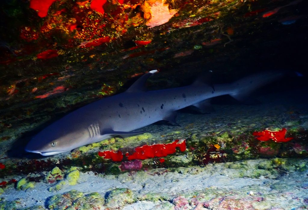 White Tip Reef Shark