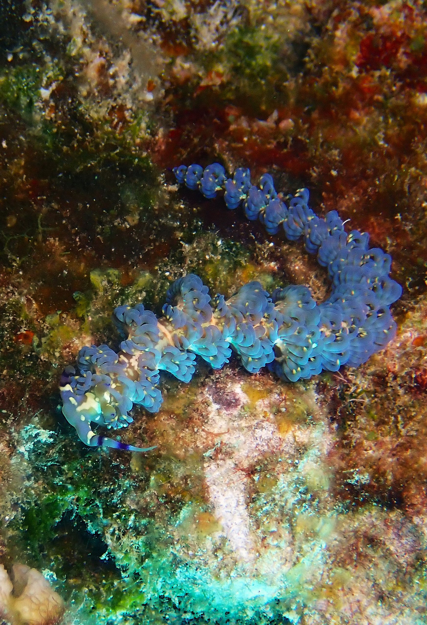 Blue Dragon Nudibranch